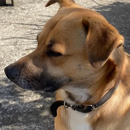 Bed & Breakfast Les Pommiers D'amfreville, D'hotes & Table D'hotes 3*