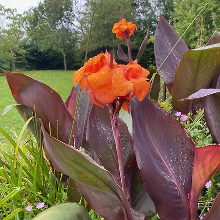 Les Pommiers D'amfreville, D'hotes & Table D'hotes Picauville