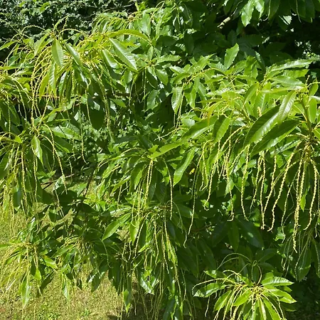 Bed & Breakfast Les Pommiers D'amfreville, D'hotes & Table D'hotes 3*