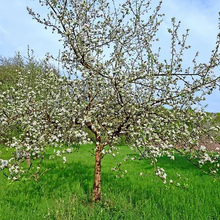 Les Pommiers D'amfreville, D'hotes & Table D'hotes Bed & Breakfast