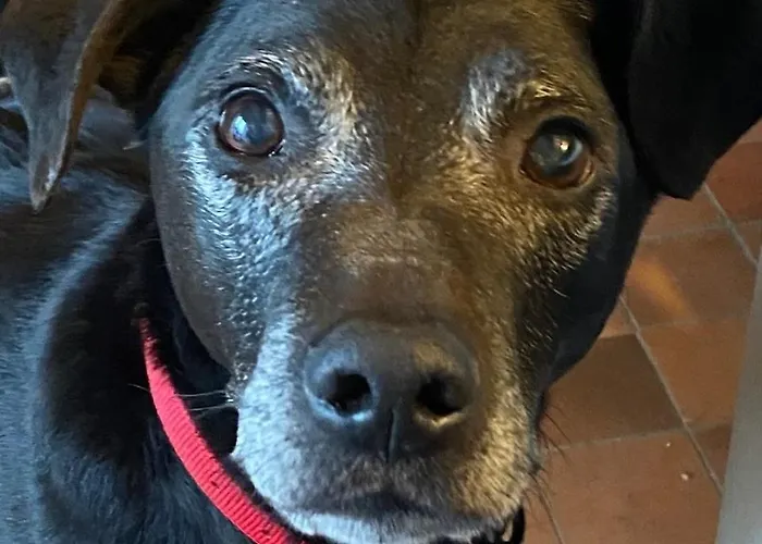 Les Pommiers D'amfreville, D'hotes & Table D'hotes Picauville