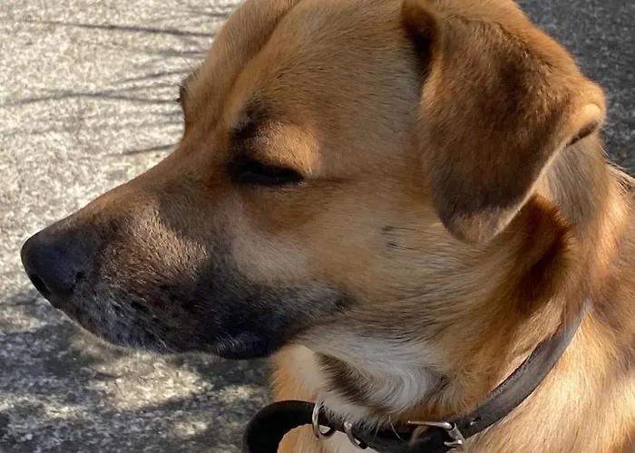 Bed & Breakfast Les Pommiers D'amfreville, D'hotes & Table D'hotes 3*