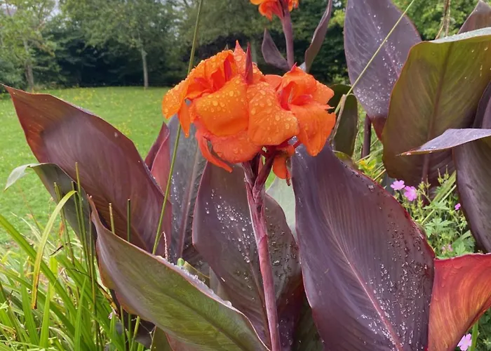 Les Pommiers D'amfreville, D'hotes & Table D'hotes Picauville