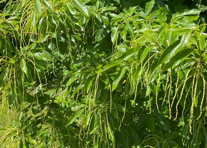 Bed & Breakfast Les Pommiers D'amfreville, D'hotes & Table D'hotes 3*